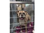 Adopt Rodney a Pit Bull Terrier, Mixed Breed