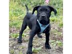 Adopt Amos a Labrador Retriever