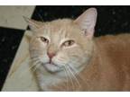Adopt Jarvis a Domestic Short Hair