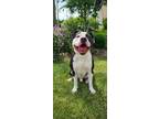 Adopt Crumble Yrly 184 a Pit Bull Terrier