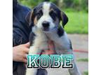 Adopt Kobe a Corgi, Australian Shepherd