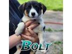 Adopt Bolt a Corgi, Australian Shepherd