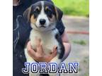 Adopt Jordan a Corgi, Australian Shepherd