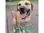 Adopt Ferdinand a Carolina Dog, Retriever