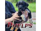 Adopt Phelps a Corgi, Australian Shepherd
