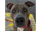 Adopt Scrappy a Mixed Breed