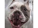 Adopt Smooches (mcas) a Pit Bull Terrier