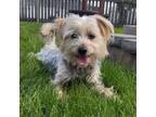 Adopt Archie a Yorkshire Terrier