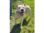 Adopt Jelly Roll a Pit Bull Terrier