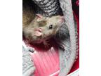 Adopt Pipsqueak a Rat
