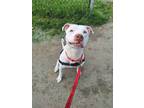 Adopt Frosty a Mixed Breed