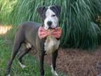 Adopt STANLEY a American Staffordshire Terrier