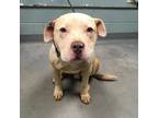Adopt Compton a Pit Bull Terrier