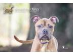 Adopt 73570A Cups a American Staffordshire Terrier, Mixed Breed