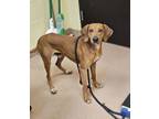 Adopt LANTERN a Redbone Coonhound, Mixed Breed