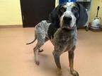 Adopt MOWGLI a Bluetick Coonhound, Mixed Breed