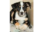 Adopt BAJA BLAST a Beagle, Mixed Breed