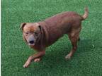 Adopt SMOKIE a Black Mouth Cur, Mixed Breed