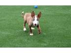 Adopt BARTOK a Bull Terrier, Mixed Breed