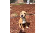 Adopt Trick a Pit Bull Terrier