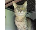 Adopt Underfoot a Domestic Short Hair