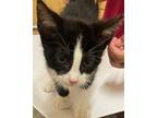 Adopt MEEKO a Domestic Short Hair