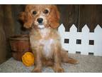 Cavapoo Puppy for sale in Springfield, MO, USA