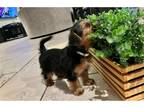 Yorkshire Terrier Puppy for sale in Las Vegas, NV, USA