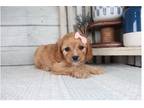 Cavapoo Puppy for sale in Springfield, MO, USA