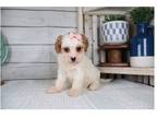 Cavapoo Puppy for sale in Springfield, MO, USA