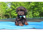Mutt Puppy for sale in Cambridge, OH, USA