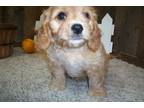 Cavapoo Puppy for sale in Springfield, MO, USA