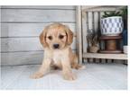 Cavapoo Puppy for sale in Springfield, MO, USA