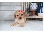 Cavapoo Puppy for sale in Springfield, MO, USA