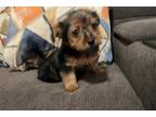 Yorkshire Terrier Puppy for sale in Las Vegas, NV, USA