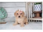 Cavapoo Puppy for sale in Springfield, MO, USA