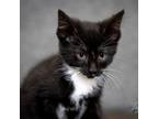 Adopt Beef Cake a Domestic Medium Hair