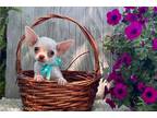 Chihuahua Puppy for sale in Fort Smith, AR, USA