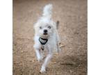 Adopt Hammond a West Highland White Terrier / Westie, Yorkshire Terrier