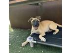 Adopt Floatie a Mixed Breed