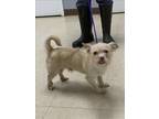 Adopt MICKEY a Cairn Terrier, Mixed Breed