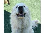 Adopt Found stray: Theodore a Great Pyrenees