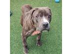 Adopt Found stray: Goose a Pit Bull Terrier