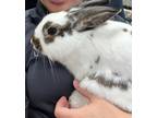 Adopt Muggsy a Bunny Rabbit