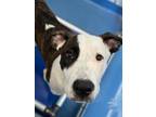 Adopt DOLLAR a Pit Bull Terrier, Mixed Breed