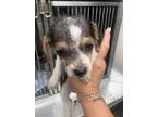 Adopt TEDDY a Mixed Breed
