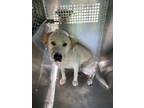 Adopt 56076304 a Labrador Retriever, Mixed Breed