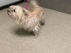 Adopt Guinness a Silky Terrier, Mixed Breed