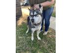 Adopt Donnie a Husky, Mixed Breed