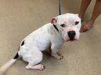 Adopt Richie a Pit Bull Terrier, Mixed Breed